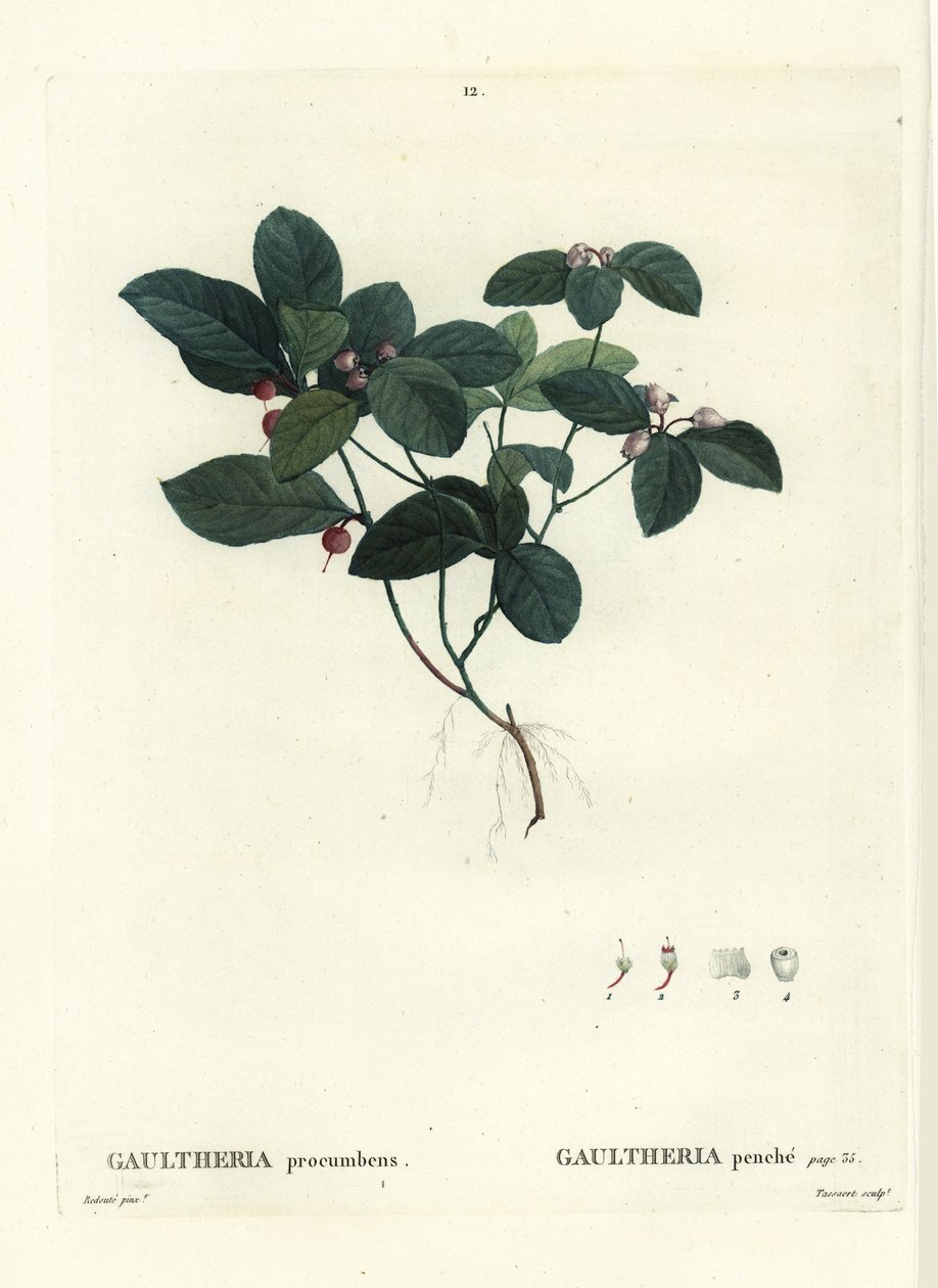 Herbata wschodnia, szachownica lub bukszpan, Gaultheria procumbens. Ręcznie barwiony grawerunek punktowany autorstwa Tassaerta według ilustracji Pierre-Josepha Redoute z Treat des Trees et Shrustes Henri Louisa Duhamela du Moncel, Paryż autorstwa Pierre Joseph Redouté