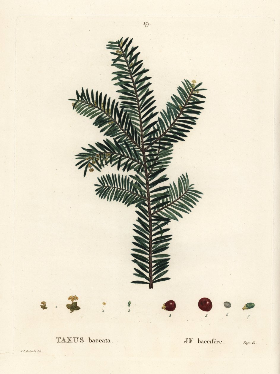 Cis pospolity lub cis europejski, Taxus baccata. Ręcznie barwiony grawerunek punktowany według ilustracji Pierre-Joseph Redoute z Treat des Arbres et Shrustes Henri Louisa Duhamela du Monceau, Paryż autorstwa Pierre Joseph Redouté