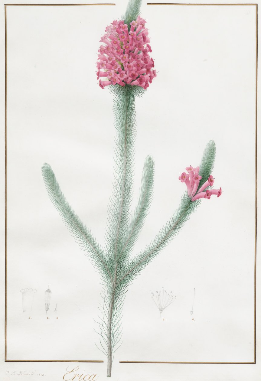 Erica Fulgida, 1813. autorstwa Pierre Joseph Redouté