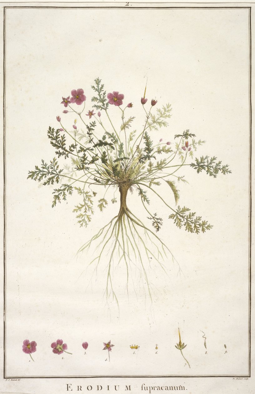 Erodius supracanum, z Geraniologii, czyli z historii Erodii, Pelargoni, Monsonii i Grieli, ilustrowany ikonami, 1787-88 (rycina ręcznie kolorowana) autorstwa Pierre Joseph Redouté