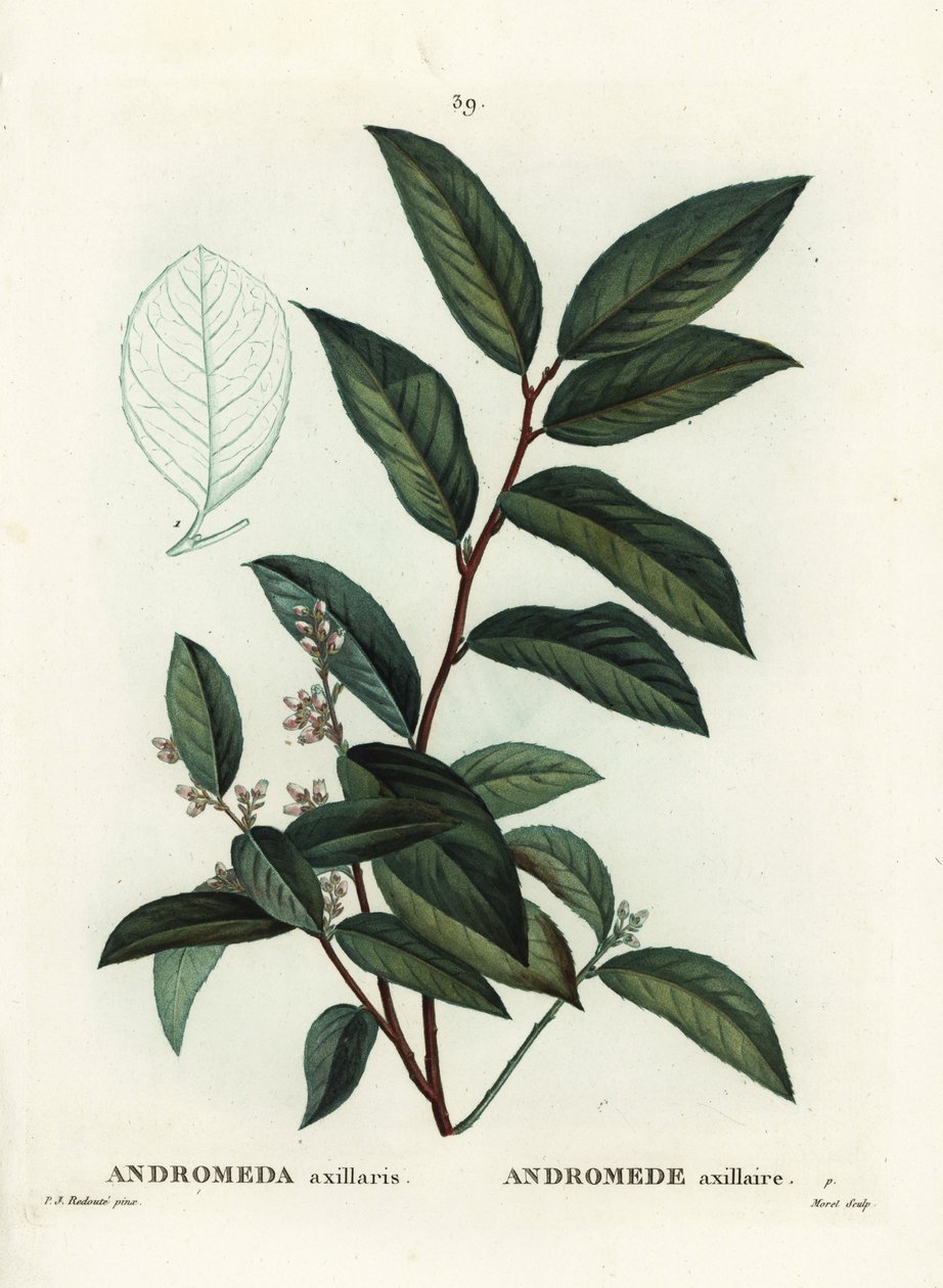 Fetterbush, Andromeda axillaris. Ręcznie barwiony grawerunek punktowany autorstwa Moreta według ilustracji Pierre-Joseph Redoute z Treat des Arbres et Shrustes Henri Louisa Duhamela du Moncel, Paryż autorstwa Pierre Joseph Redouté