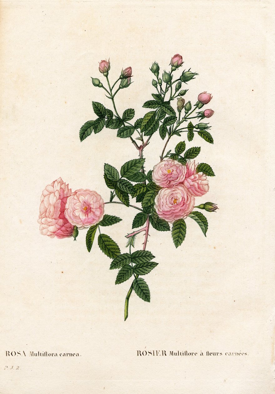 Różowo-różowa multiflora, Rosa multiflora var. Carnea, Rosier Multiflora z kwiatami carnea. Ręcznie barwiony miedzioryt kropkowany z „”Les Roses” Pierre