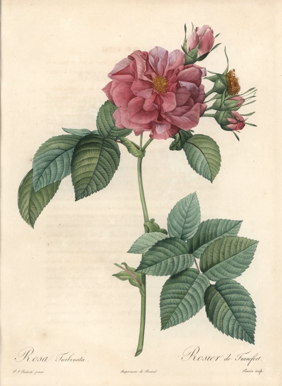 Frankfurt Rosier - Eau forte de Bessin, na podstawie ilustracji Pierre