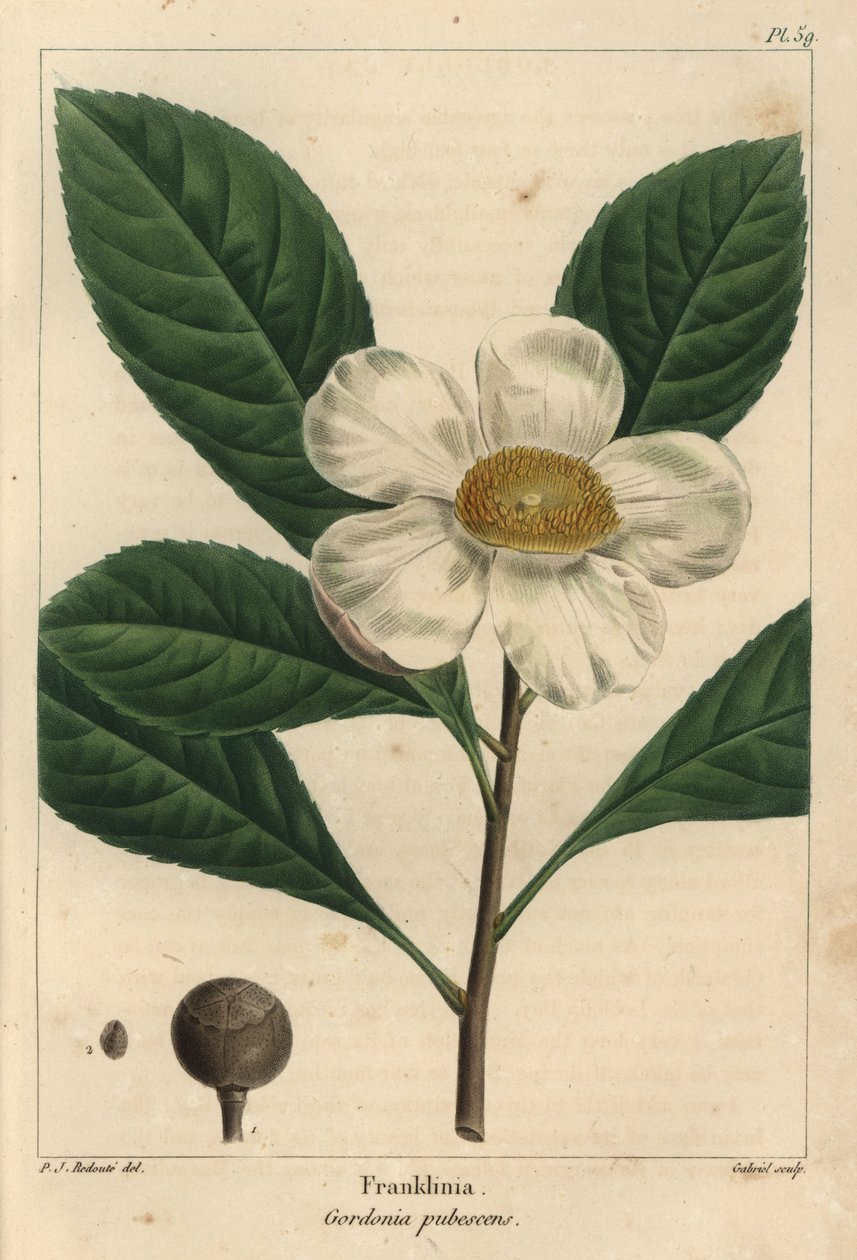 drzewo Franklinia, Gordonia pubescens (grawerowanie) autorstwa Pierre Joseph Redouté