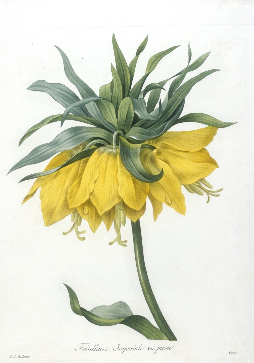 Fritillary, odmiana Imperiale żółta, z Wybór najpiękniejszych kwiatów i najpiękniejszych owoców, 1827 (ręcznie barwione kropkowane grawerowanie) autorstwa Pierre Joseph Redouté