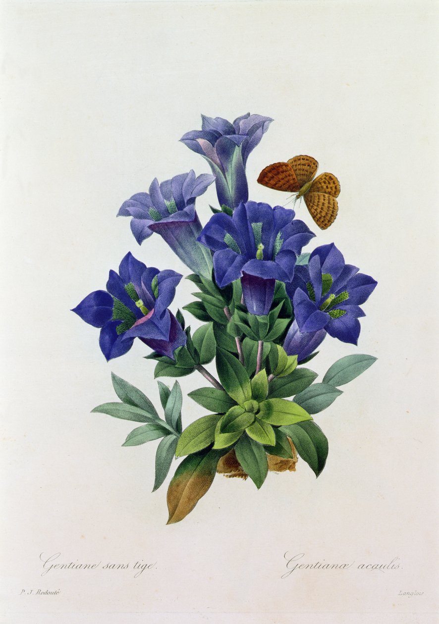 Gentiana Acaulis (kolorowy grawer) autorstwa Pierre Joseph Redouté