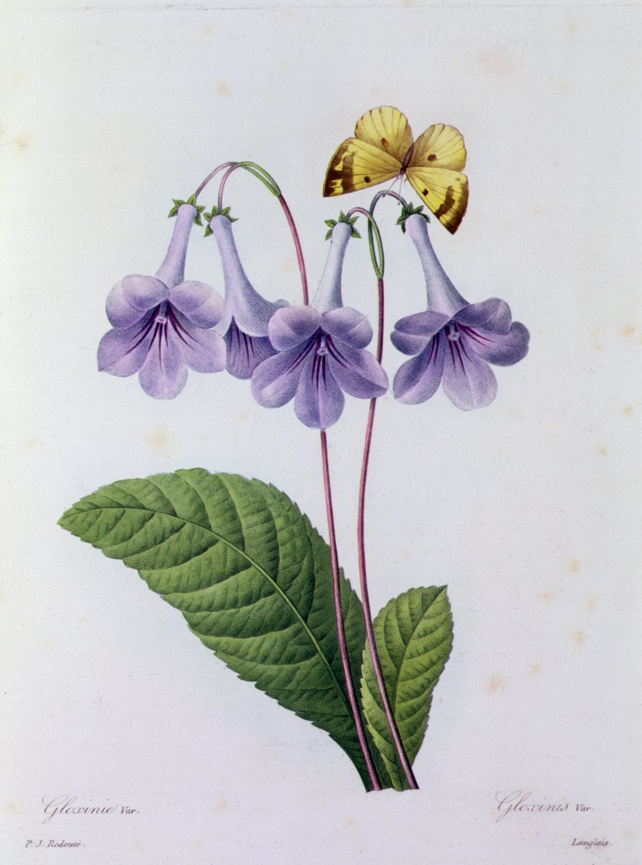 Gloksynia (kolorowy grawer) autorstwa Pierre Joseph Redouté