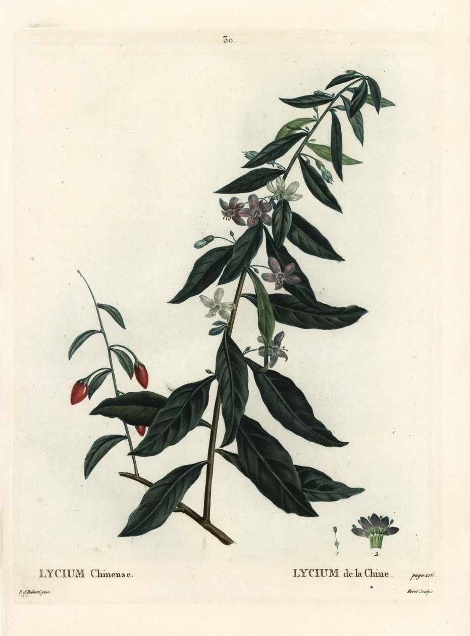 Jagody Goji lub bukszpan chiński, Lycium chinense. Ręcznie barwiony grawerunek punktowany autorstwa Moreta według ilustracji Pierre-Joseph Redoute z Treat des Arbres et Shrustes Henri Louisa Duhamela du Moncel, Paryż autorstwa Pierre Joseph Redouté