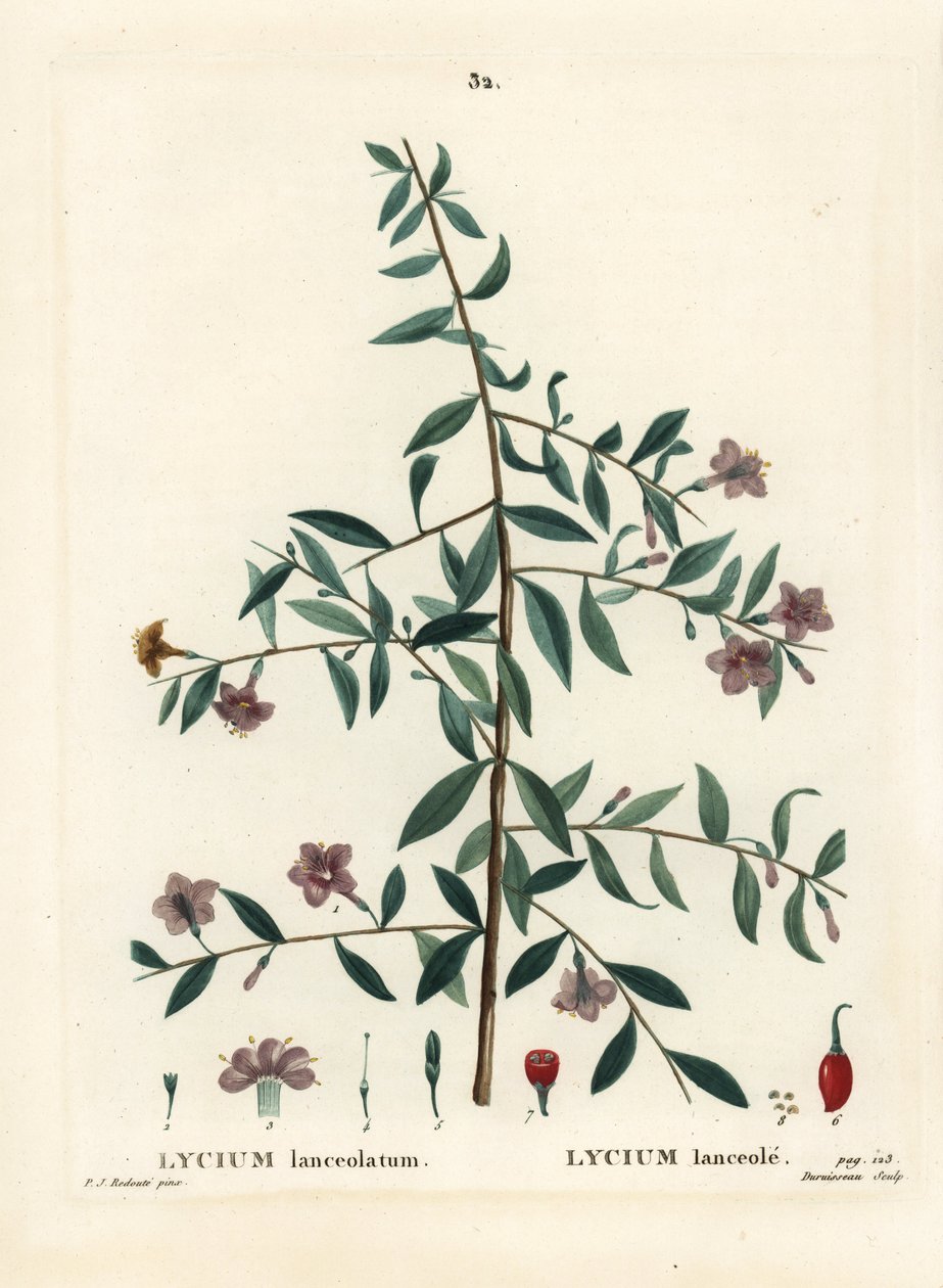 Jagoda Goji lub chińska kolcowój pospolity, Lycium barbarum (Lycium lanceolatum). Ręcznie barwiony grawerunek punktowany autorstwa Du Ruisseau według ilustracji Pierre-Joseph Redoute z Treat des Arbres et Shrustes Henri Louisa Duhamela du Moncel, Paryż autorstwa Pierre Joseph Redouté