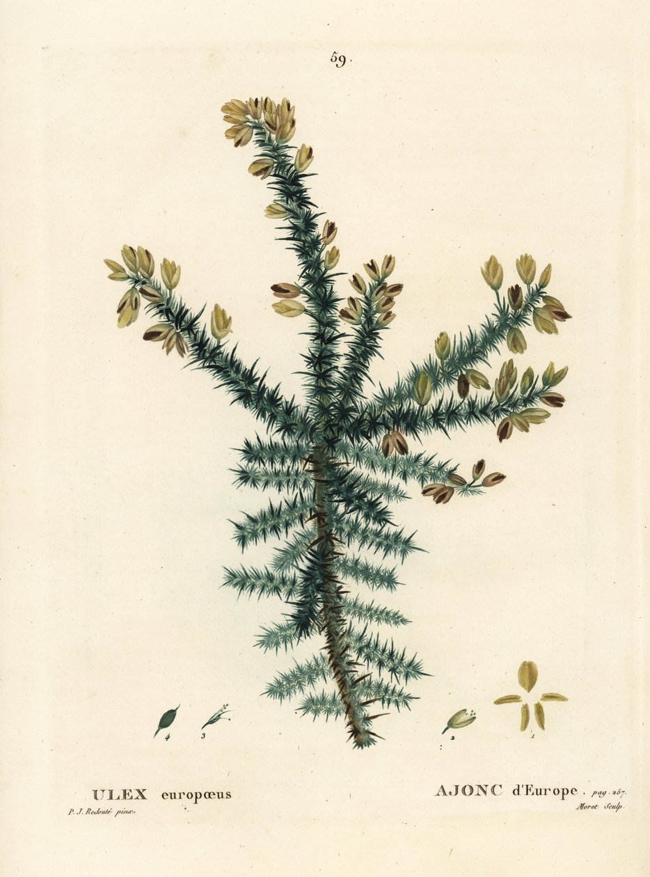 Kolcolist, furze lub skomlenie, Ulex europaeus. Ręcznie barwiony grawerunek punktowany autorstwa Moreta według ilustracji Pierre-Josepha Redoute z Treat des Arbres et Shrustes Henri Louisa Duhamela du Moncel, Paryż autorstwa Pierre Joseph Redouté