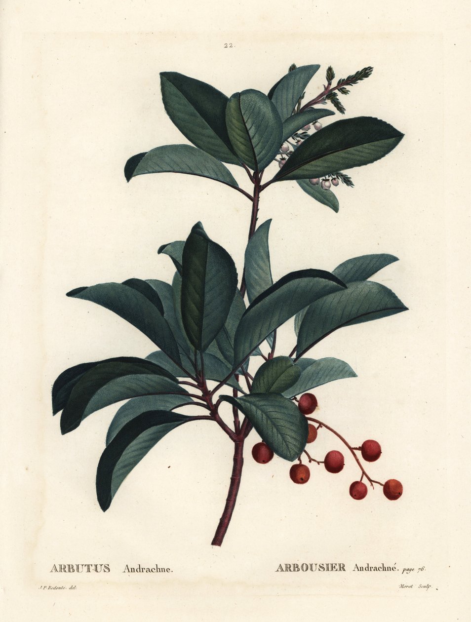 Greckie drzewo truskawkowe, Arbutus andrachne. Ręcznie barwiony grawerunek punktowany autorstwa Moreta według ilustracji Pierre-Joseph Redoute z Treat des Arbres et Shrustes Henri Louisa Duhamela du Moncel, Paryż autorstwa Pierre Joseph Redouté
