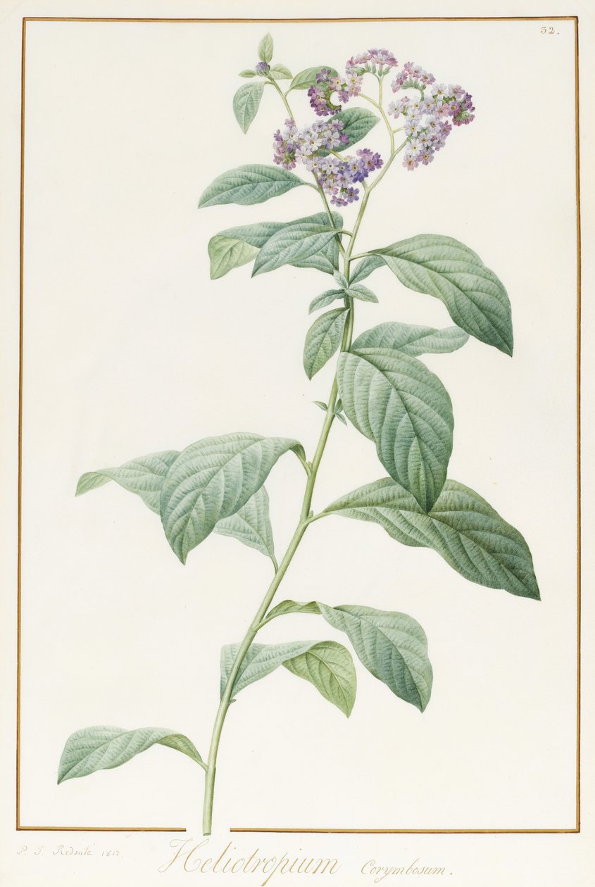 Heliotropium Corymbosurn, 1812 (wc i kolor nadwozia na graficie na welinie) autorstwa Pierre Joseph Redouté