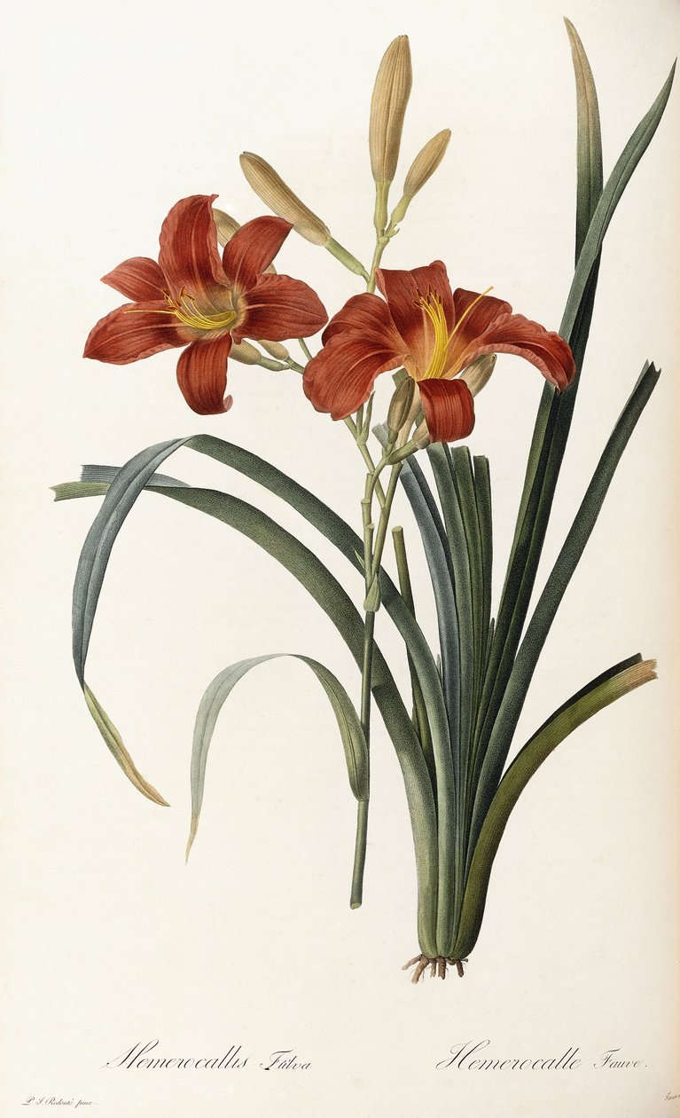 Hemerocallis Fulva - Hemerocalle Fauve autorstwa Pierre Joseph Redouté