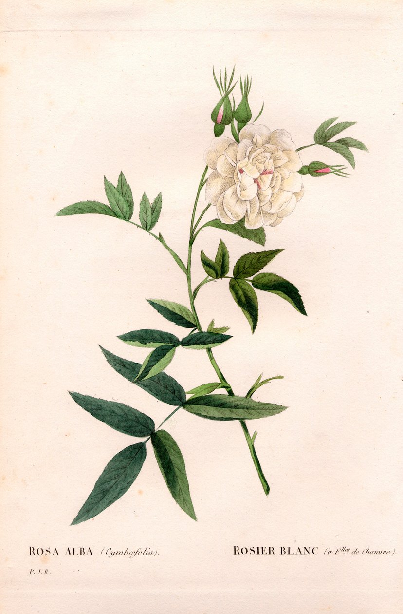 Biała róża o konopnych liściach, Rosa alba var. cannabifolia, biała róża z liśćmi konopi. Ręcznie barwiony miedzioryt kropkowany z „”Les Roses” Pierre