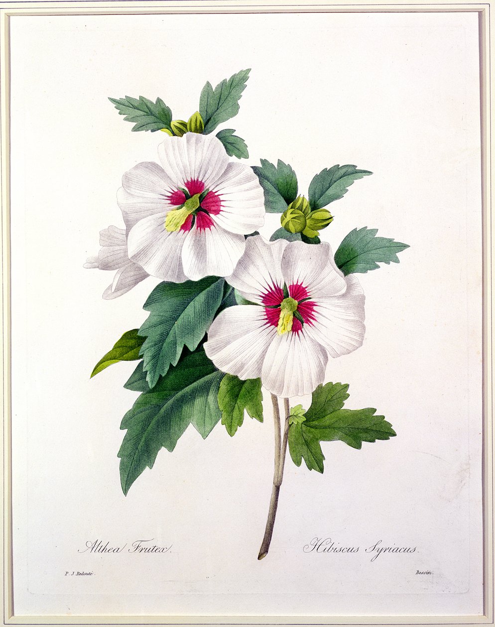 Hibiscus syriacus, grawerowany przez Bessina, z „Wybór najpiękniejszych kwiatów”, 1827 autorstwa Pierre Joseph Redouté