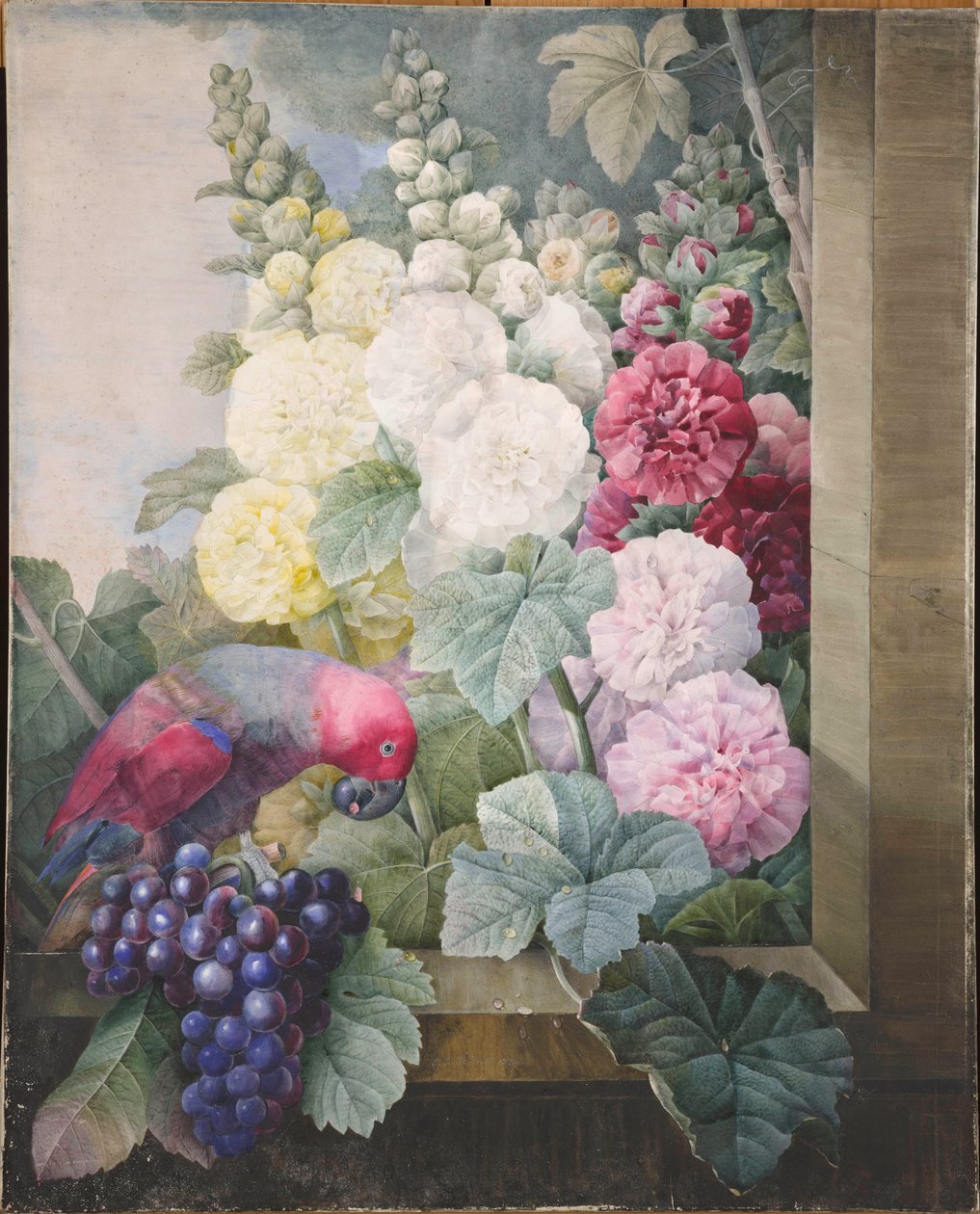 Malwy, winogrona i papuga, 1836 r. autorstwa Pierre Joseph Redouté