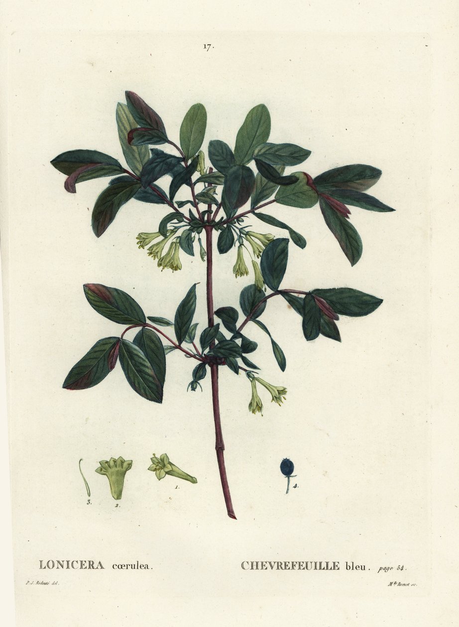 jagoda jagodowa, jagoda kamczacka, wiciokrzew jagodowy lub wiciokrzew jagodowy, Lonicera caerulea. Ręcznie barwiony grawerunek punktowany przez pannę Brenet na podstawie ilustracji Pierre-Josepha Redoute z Treat des Arbres et Shrustes Henri Louisa Duhamela autorstwa Pierre Joseph Redouté