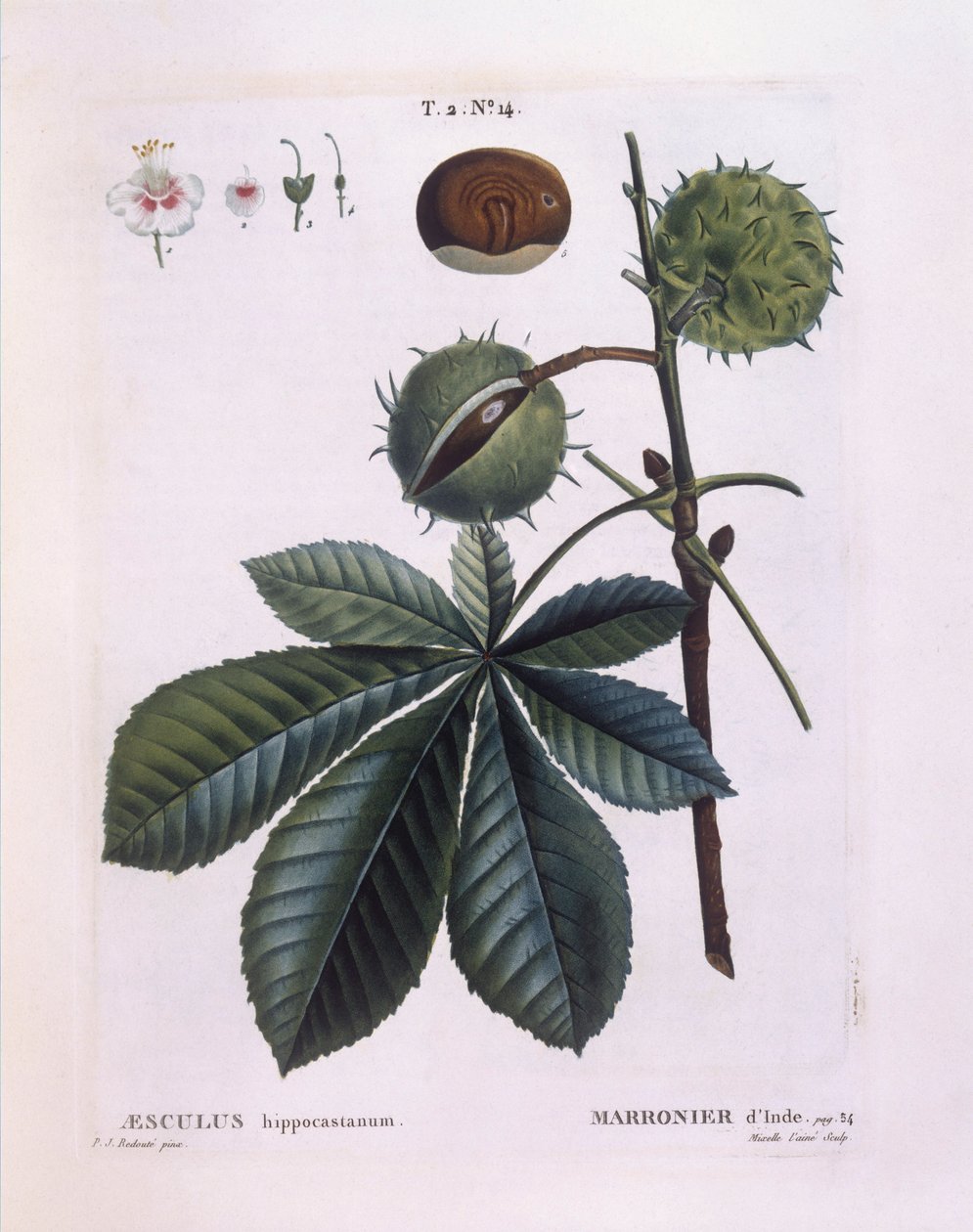 Kasztanowiec zwyczajny lub Conker (Aesculus hippocastanum), Henry Louis Duhamel du Monceau, płyta botaniczna Pierre Joseph Redouté autorstwa Pierre Joseph Redouté