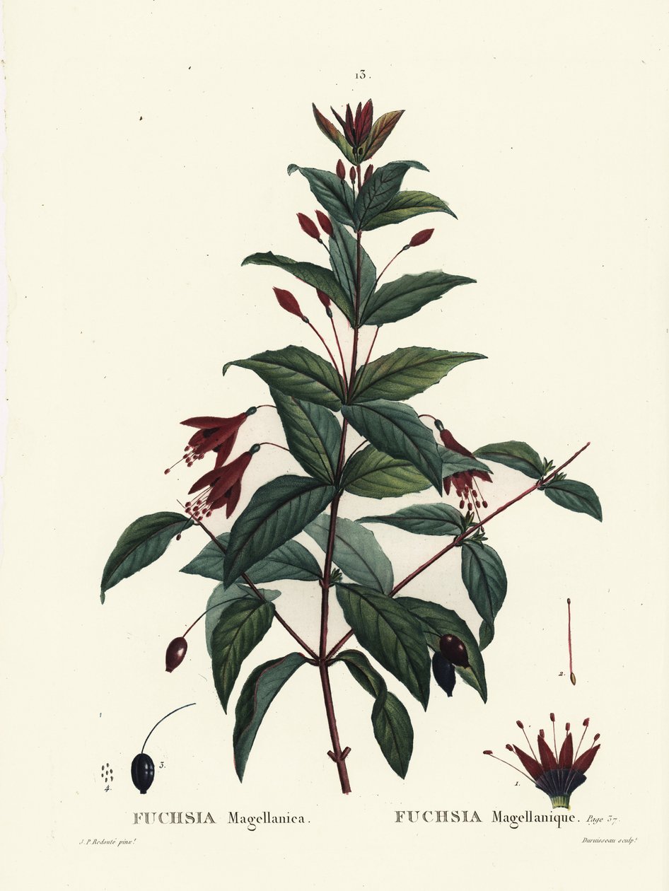 Koliber fuksja, fuksja magellanica. Ręcznie barwiony grawerunek punktowany autorstwa Du Ruisseau według ilustracji Pierre-Joseph Redoute z Treat des Arbres et Shrustes Henri Louisa Duhamela du Moncel, Paryż autorstwa Pierre Joseph Redouté