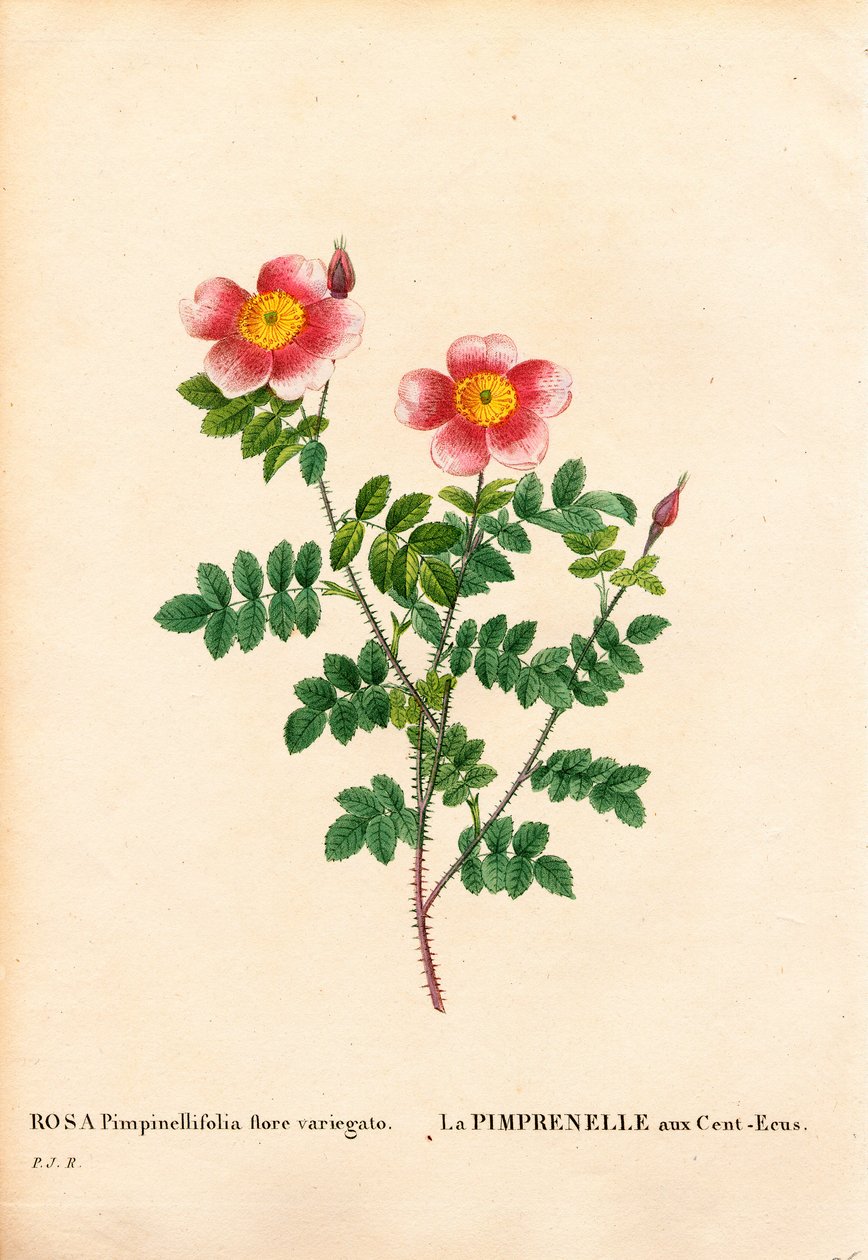 Hundred-Crowns Burnet Rose, odmiana Rosa pimpinellifolia, La Pimprenelle aux Cent-Ecus. Ręcznie barwiony miedzioryt kropkowany z „”Les Roses” Pierre