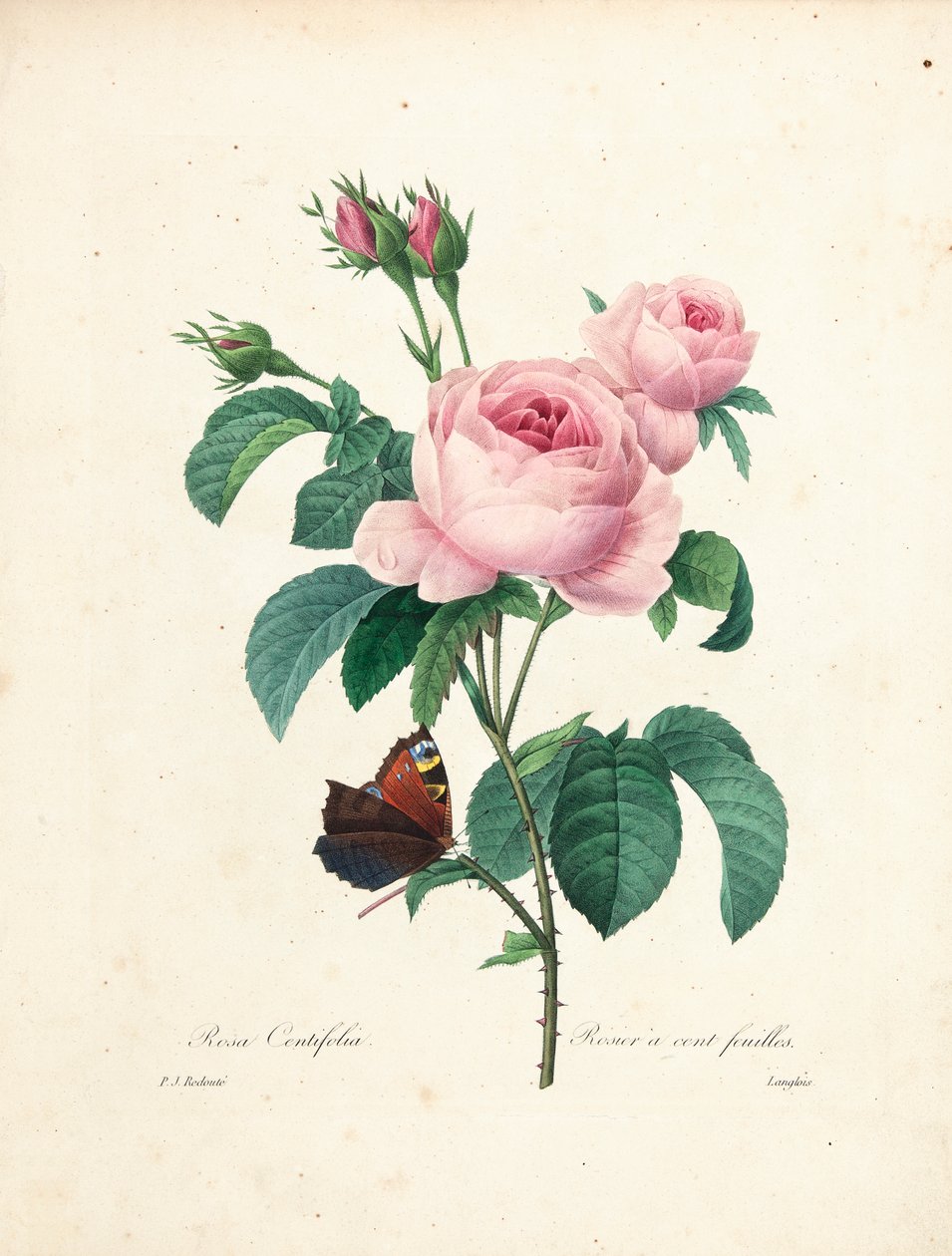 Stulistna róża, grawerowana przez Langlois, z Wybór najpiękniejszych kwiatów i najpiękniejszych owoców, tom. I, 1827-33 autorstwa Pierre Joseph Redouté