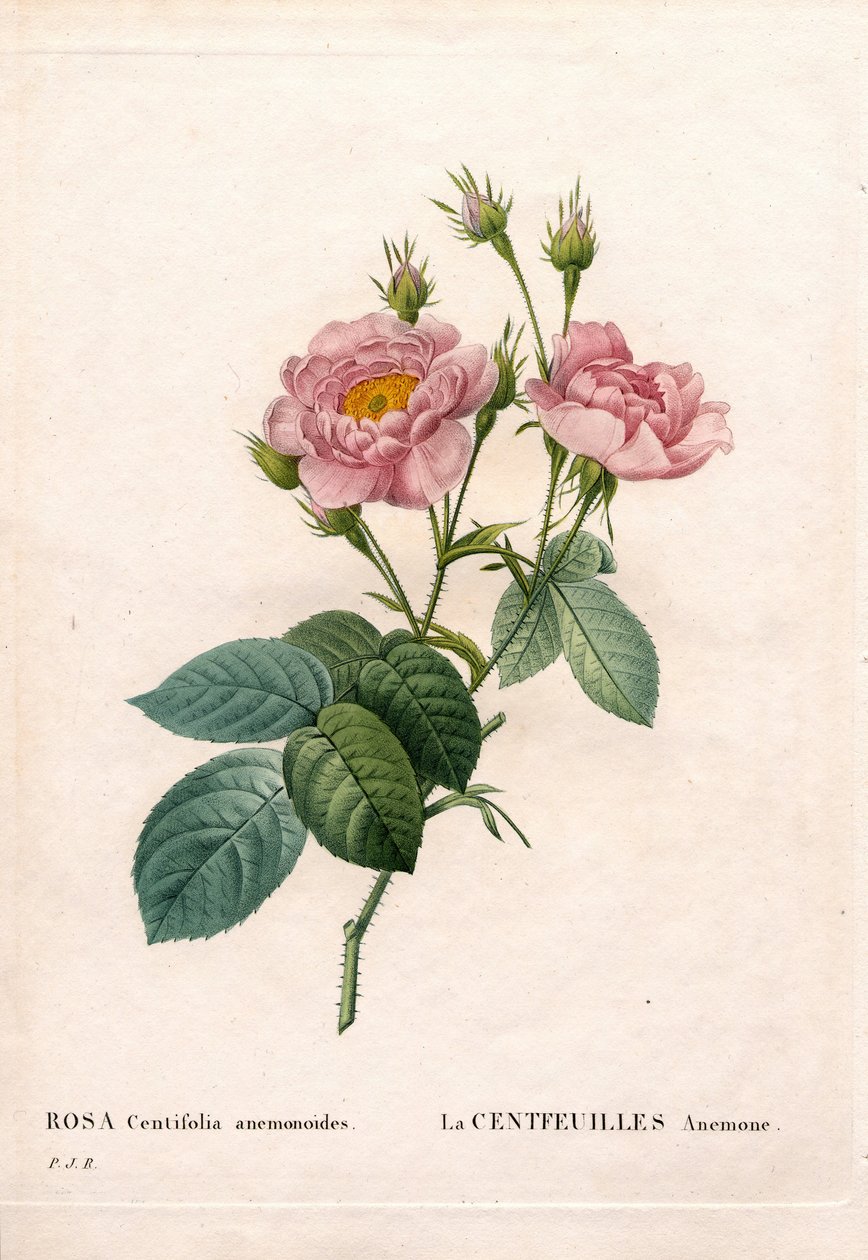Stupłatkowa róża Anemone, odmiana Rosa centifolia, La Centfeuilles Anemone. Ręcznie barwiony miedzioryt kropkowany z „”Les Roses” Pierre