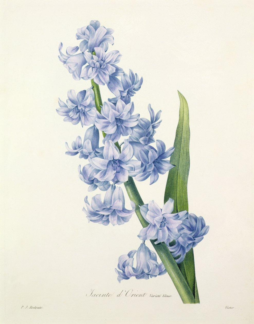 Hyacinthus orientalis (hiacynt pospolity), rytowane przez Victora, z „Wybór najpiękniejszych kwiatów”, 1827 autorstwa Pierre Joseph Redouté