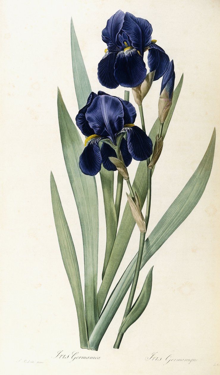 Iris Germanica autorstwa Pierre Joseph Redouté