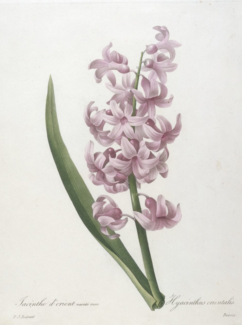 Odmiana hiacyntowa orientalna, Hyacinthus orientalis, z Wybór Najpiękniejszych Kwiatów i Najpiękniejszych Owoców, 1827 (ręcznie barwiony grawerunek punktowany) autorstwa Pierre Joseph Redouté