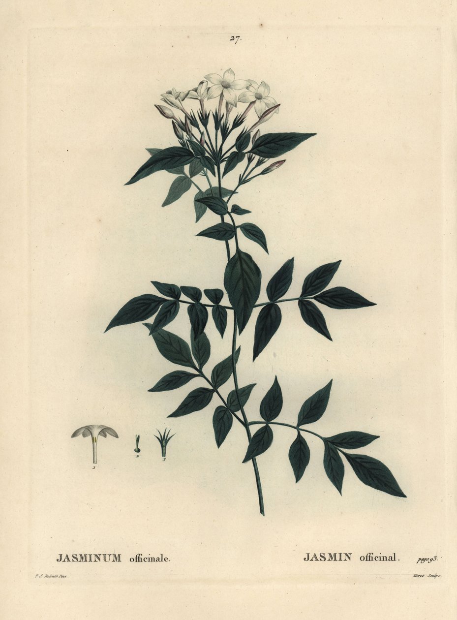 Jaśmin, Jasminum officinale. Ręcznie barwiony grawerunek punktowany autorstwa Moreta według ilustracji Pierre-Joseph Redoute z Treat des Arbres et Shrustes Henri Louisa Duhamela du Moncel, Paryż autorstwa Pierre Joseph Redouté