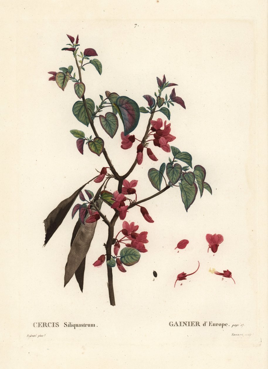 Drzewo Judasza, Cercis siliquastrum. Ręcznie barwiony grawerunek punktowany autorstwa Tassaerta według ilustracji Pierre-Josepha Redoute z Treat des Trees et Shrustes Henri Louisa Duhamela du Moncel, Paryż autorstwa Pierre Joseph Redouté