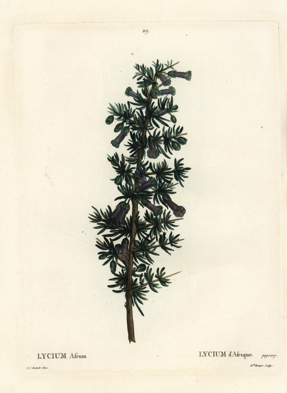 Cierń miodowy kraala, Lycium afrum. Ręcznie barwiony grawerunek punktowany przez pannę Brenet na podstawie ilustracji Pierre-Josepha Redoute z Treat des Arbres et Shrustes Henri Louisa Duhamela du Monceau, Paryż autorstwa Pierre Joseph Redouté