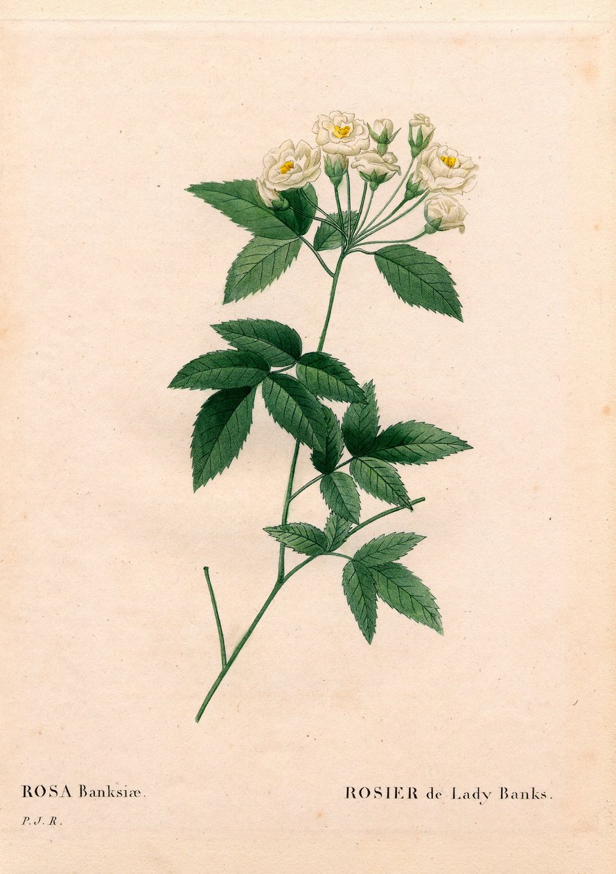 Lady Banks wstała, Rosa banksiae var. Alba-plena. Ręcznie barwiony miedzioryt kropkowany z „”Les Roses” Pierre