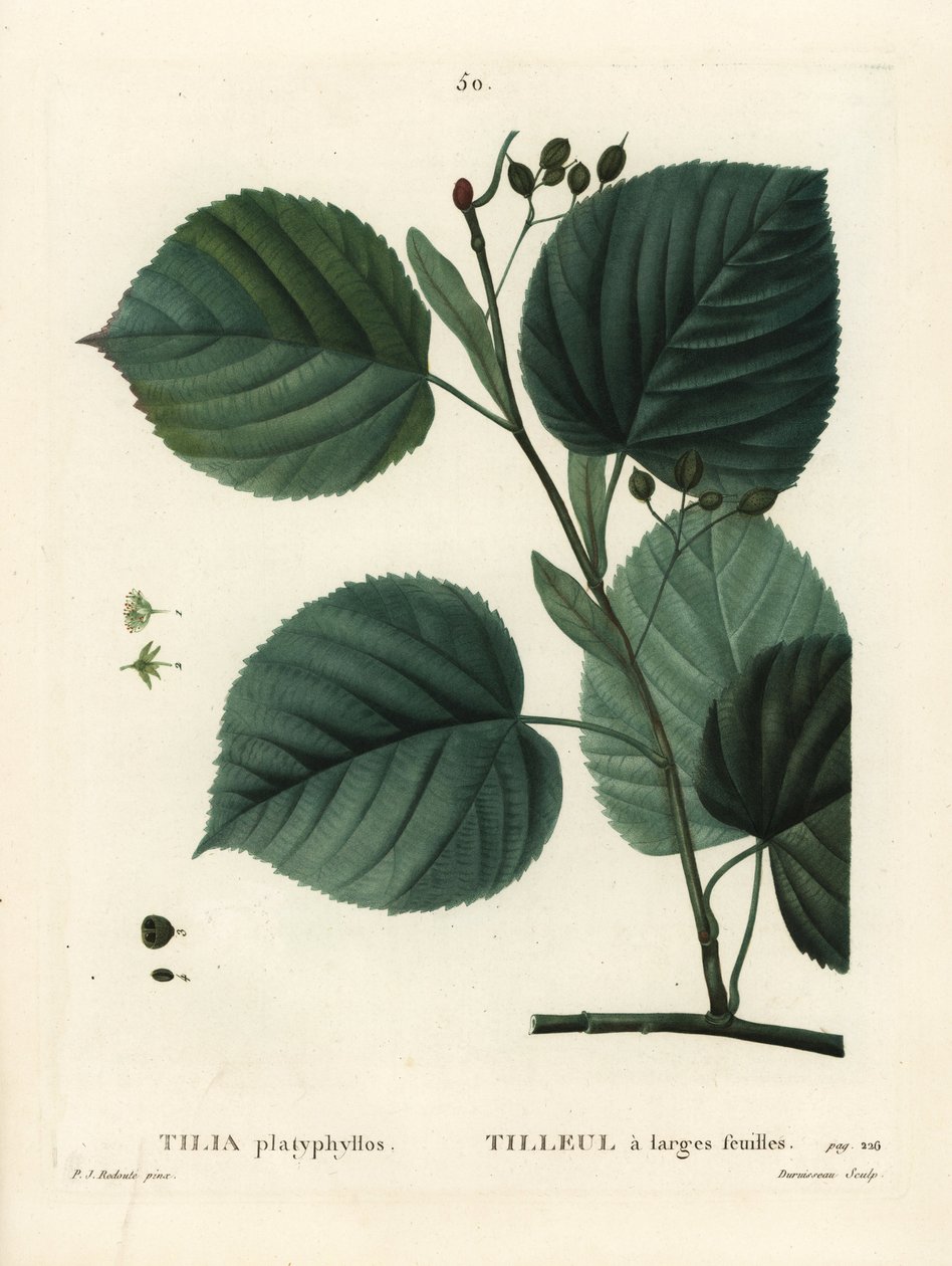 Lipa wielkolistna, Tilia platyphyllos. Ręcznie barwiony grawerunek punktowany autorstwa Du Ruisseau według ilustracji Pierre-Joseph Redoute z Treat des Arbres et Shrustes Henri Louisa Duhamela du Moncel, Paryż autorstwa Pierre Joseph Redouté