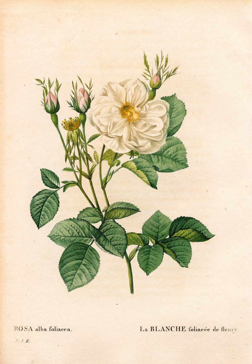 Biała róża liściasta Fleury, odmiana Rosa alba, la blanc foliaceee de Fleury. Ręcznie barwiony miedzioryt kropkowany z „”Les Roses” Pierre