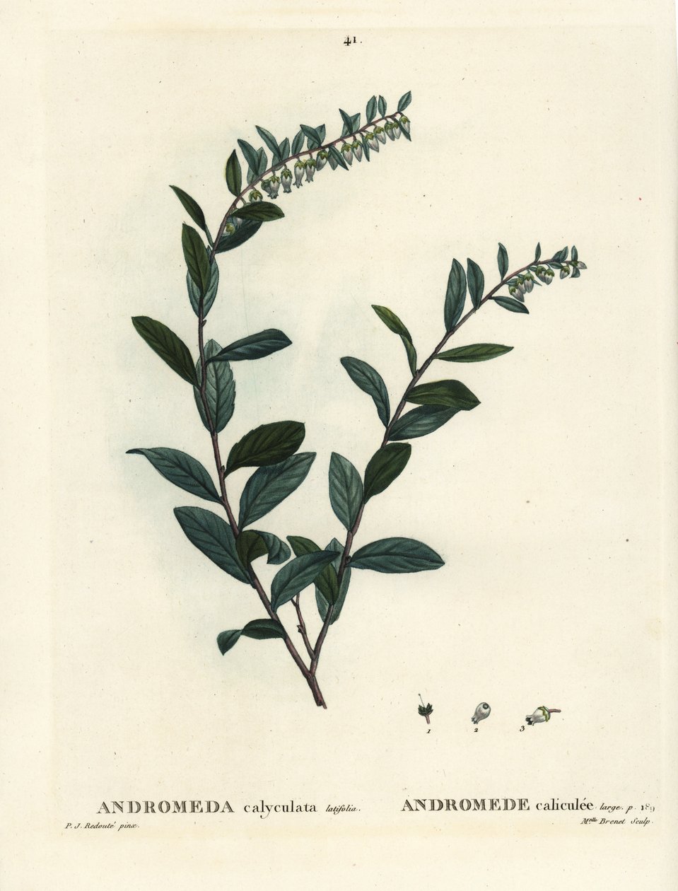 Leatherleaf, Chamaedaphne calyculata (Andromeda calyculata). Ręcznie kolorowany grawerunek punktowany przez pannę Brenet na podstawie ilustracji Pierre-Josepha Redoute z Treat of Trees et Shrustes Henri Louisa Duhamela du Moncel, Paryż autorstwa Pierre Joseph Redouté