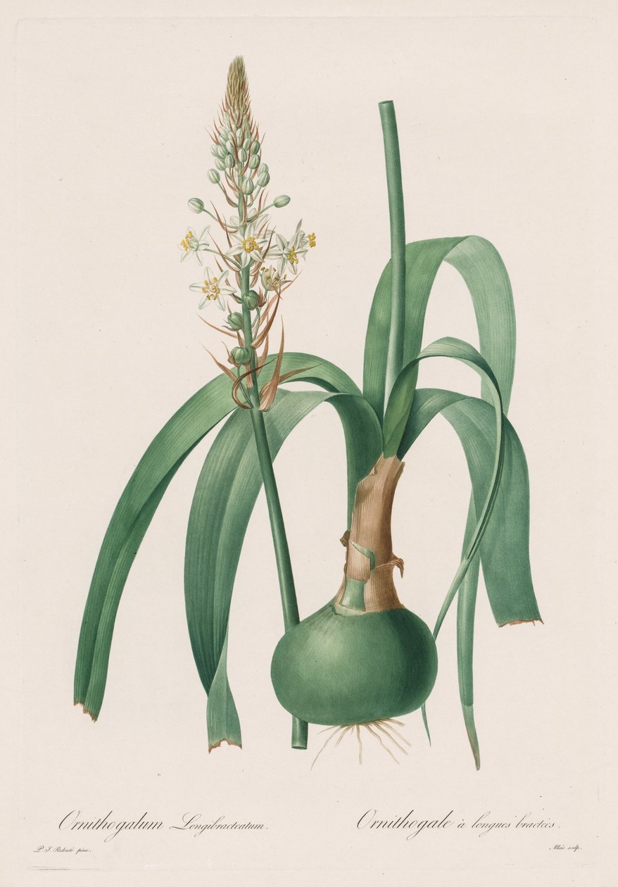 Les Liliacées: Ornithogalum longibracteatum autorstwa Pierre Joseph Redouté