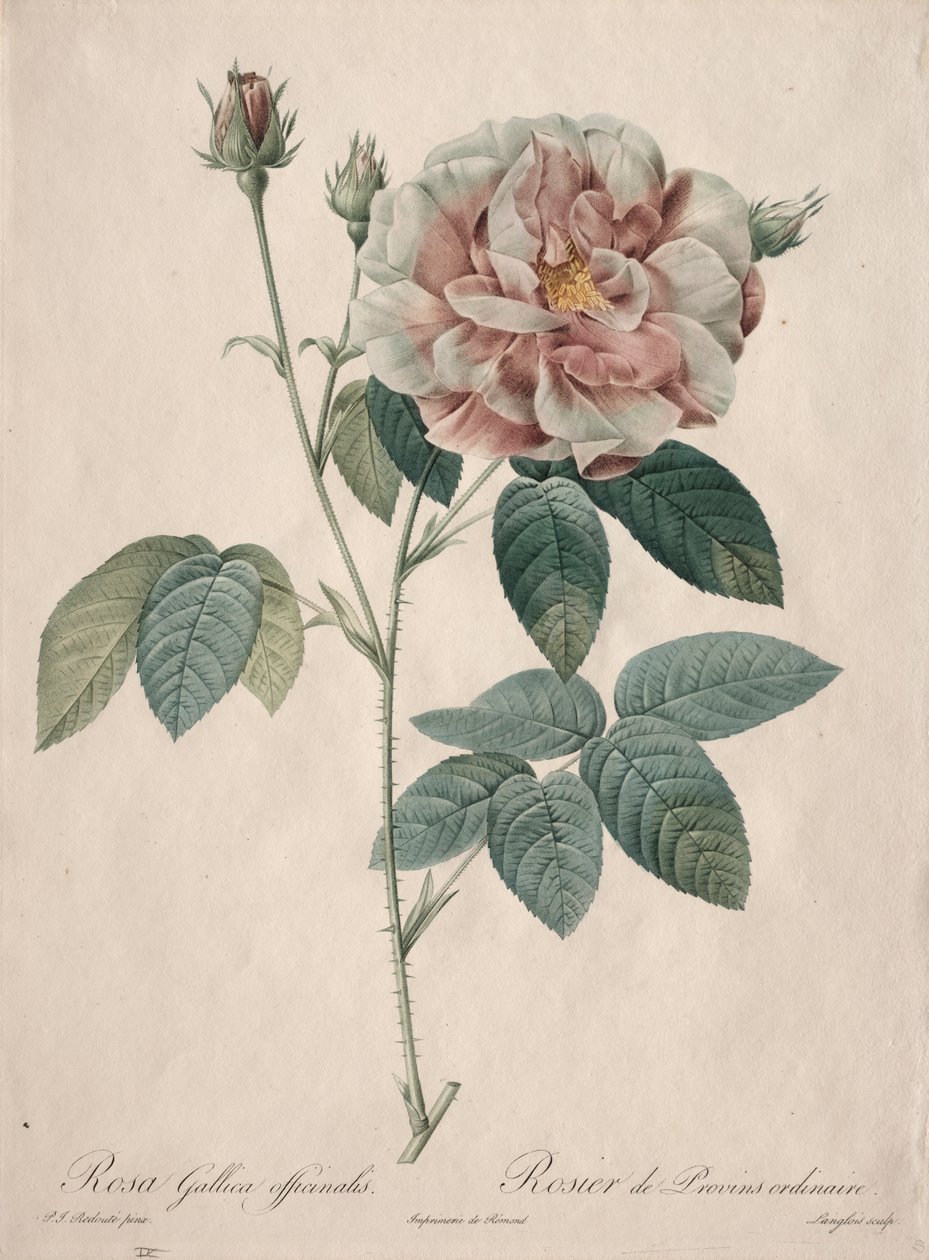 Róże: Rosa Gallica autorstwa Pierre Joseph Redouté
