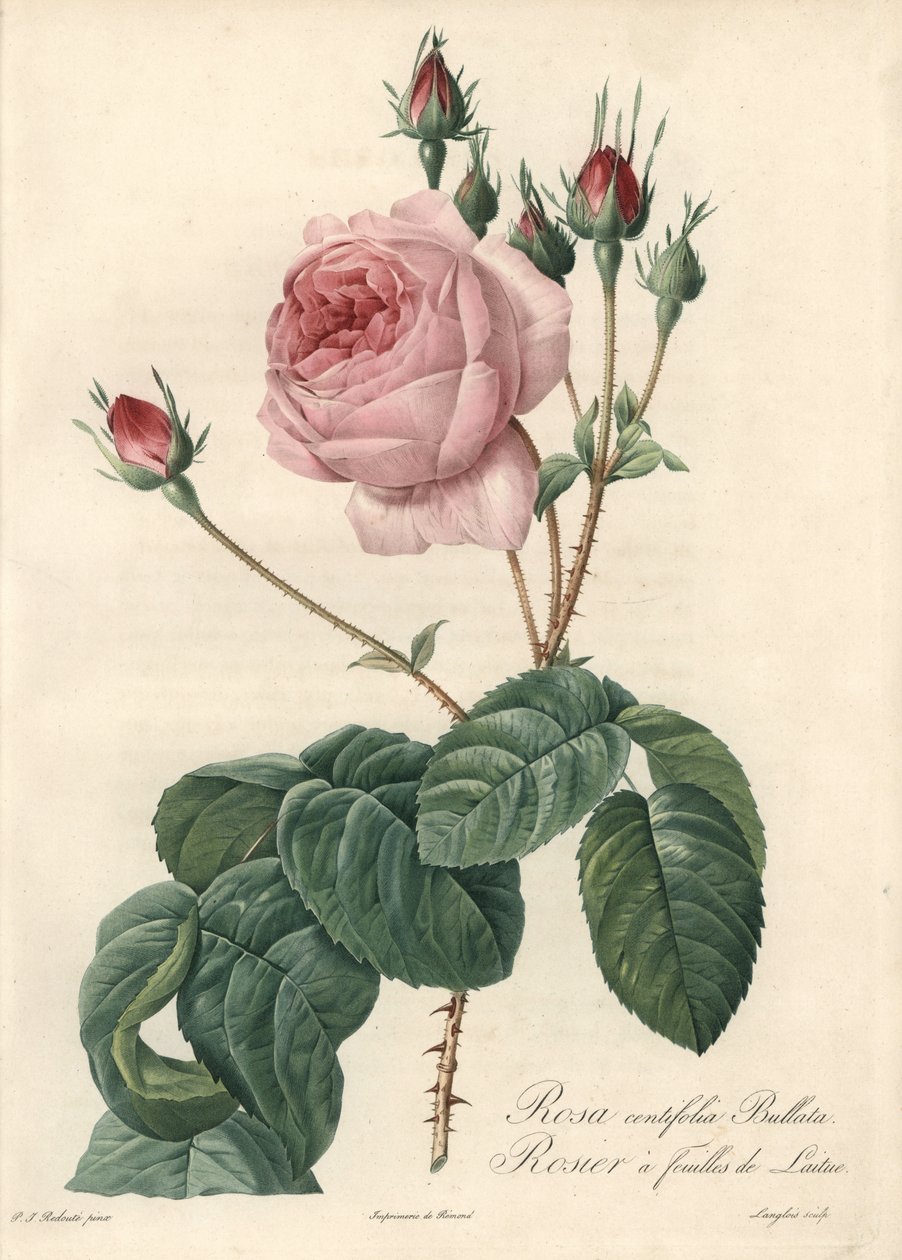 Róża z liści sałaty - Eau forte de Langlois, na podstawie ilustracji Pierre