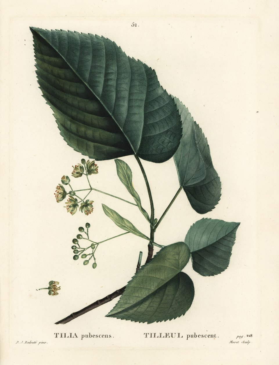 Lipa, Tilia pubescens. Ręcznie barwiony grawerunek punktowany autorstwa Moreta według ilustracji Pierre-Joseph Redoute z Treat des Arbres et Shrustes Henri Louisa Duhamela du Moncel, Paryż autorstwa Pierre Joseph Redouté