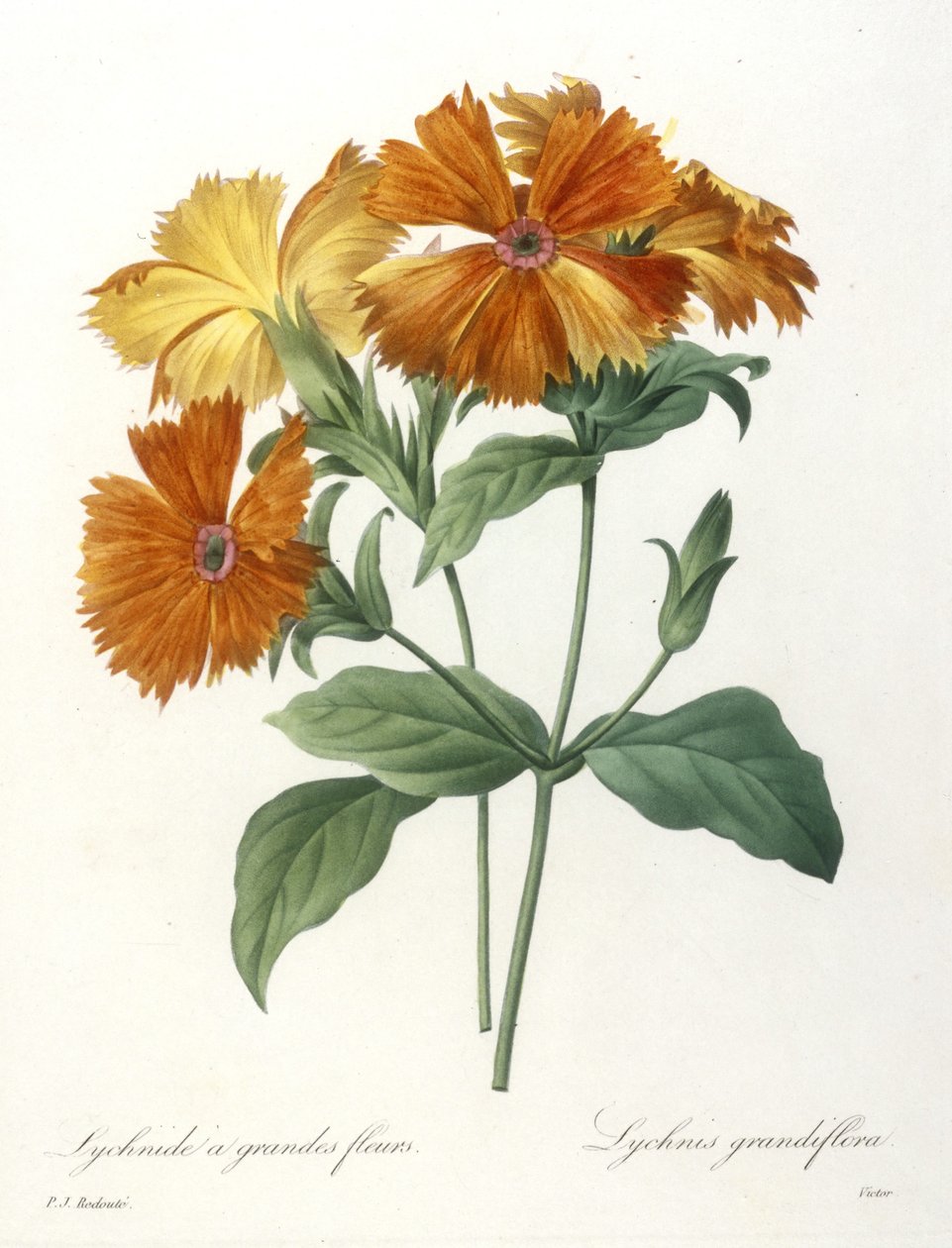 Lychnid wielkokwiatowy, Lychnus grandiflora, z Wybór najpiękniejszych kwiatów i najpiękniejszych owoców, 1827 r. (ręcznie barwione punktowane grawerowanie) autorstwa Pierre Joseph Redouté