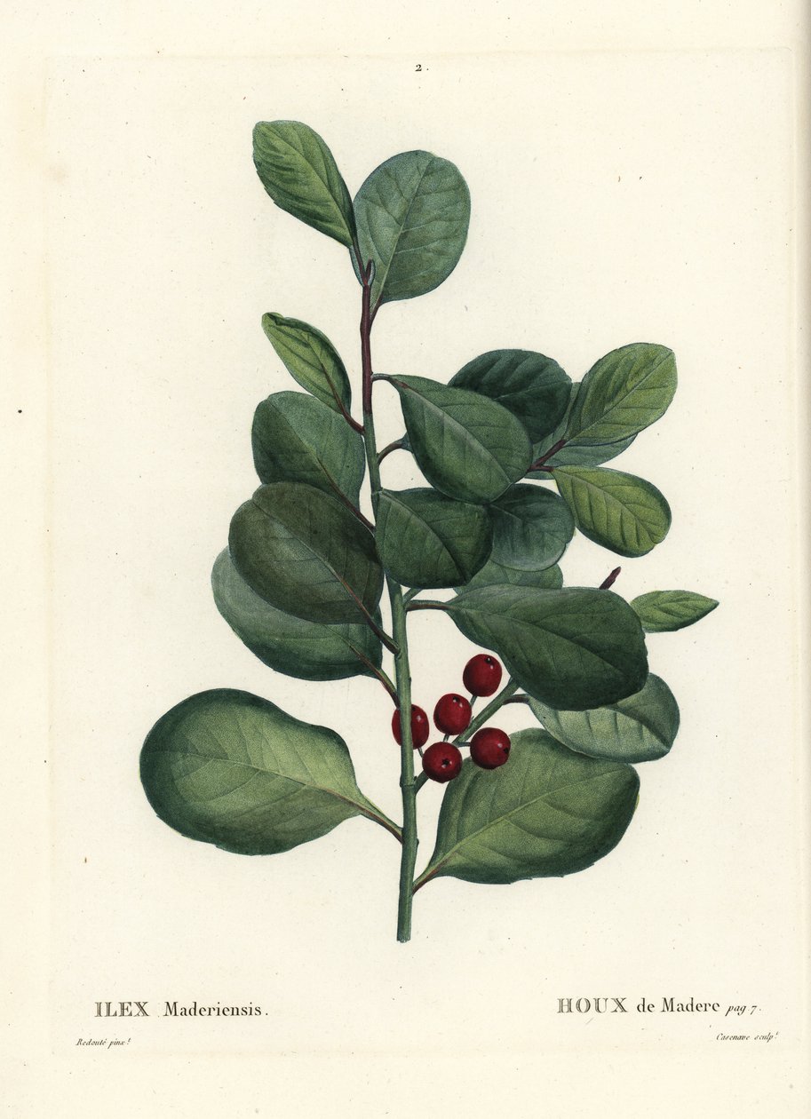 Ostrokrzew Madera, Ilex perado (Holly de Madere, Ilex maderiensis). Ręcznie barwiony grawerunek punktowany autorstwa Casenave według ilustracji Pierre-Joseph Redoute z Treat des Arbres et Shrustes Henri Louisa Duhamela du Moncel, Paryż autorstwa Pierre Joseph Redouté