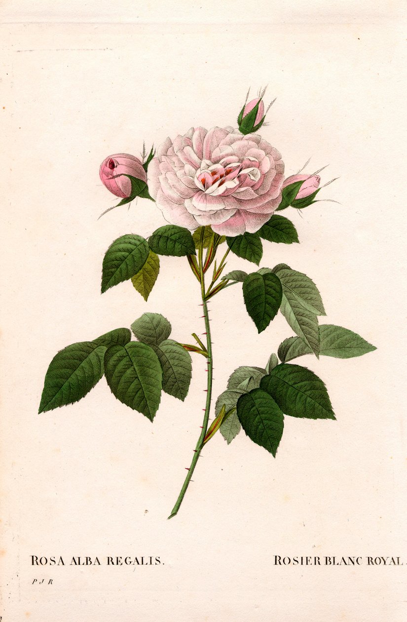 Różowy rumieniec Maiden, królewska biała róża, Rosa alba var. inkarnata. Ręcznie barwiony miedzioryt kropkowany z „”Les Roses” Pierre