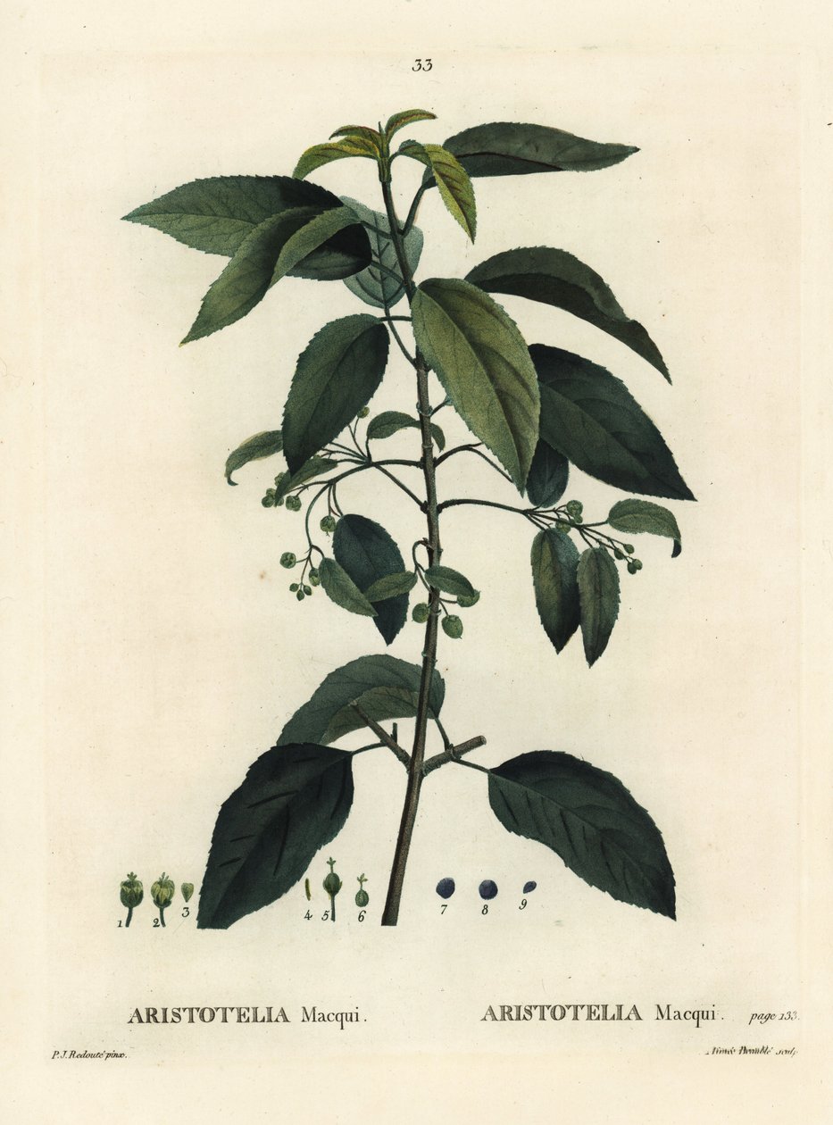 Maqui lub chilijska jagoda, Aristotelia chilensis (Aristotelia maqui). Ręcznie barwiony grawerunek punktowany autorstwa Aimee według ilustracji Pierre-Joseph Redoute z Treat of Trees and Shrustes Henri Louisa Duhamela du Moncel, Paryż autorstwa Pierre Joseph Redouté