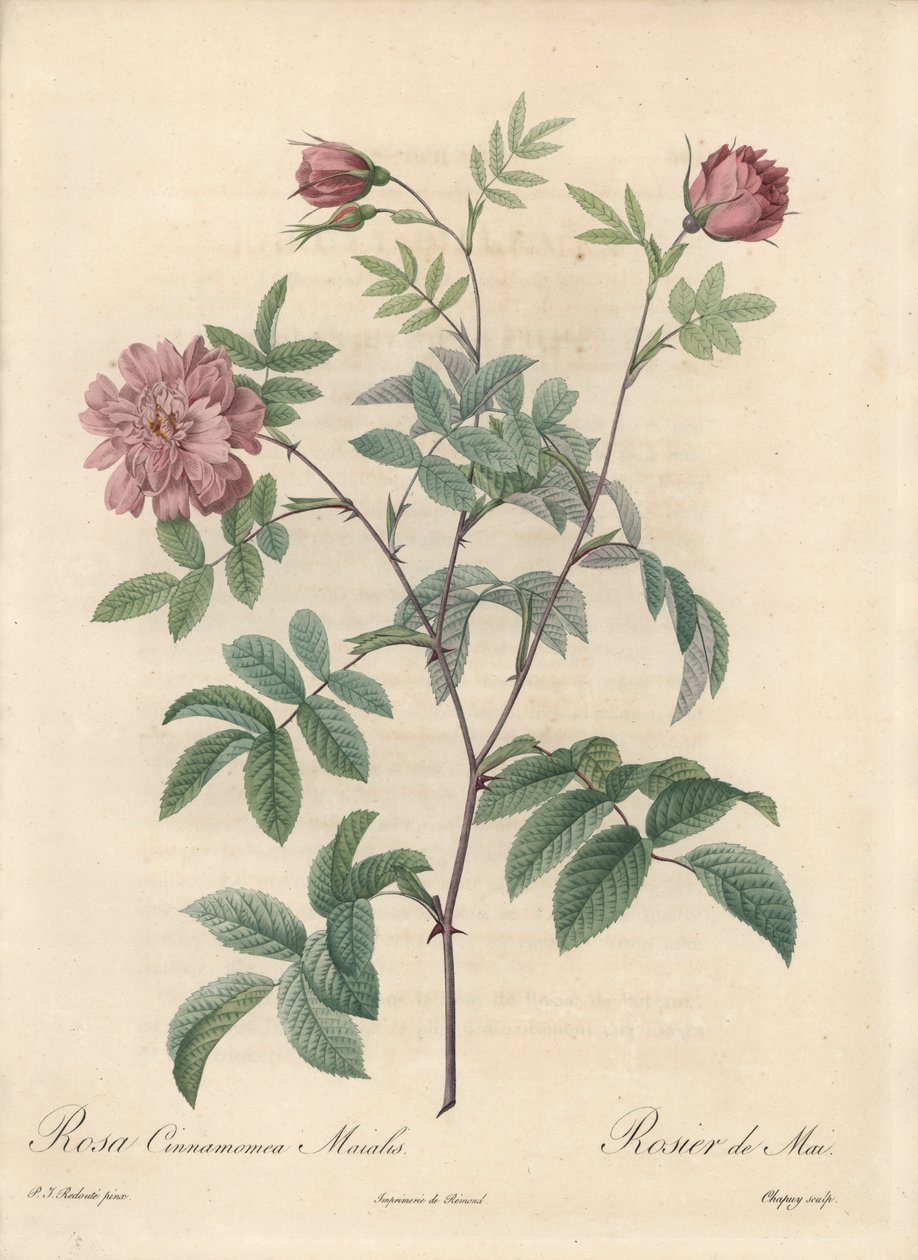 Róża majowa lub róża cynamonowa - Eau forte de Chapuy, z ilustracji Pierre Joseph Redoute (1759-1840), ekstrakt z Les Roses autorstwa Pierre Joseph Redouté