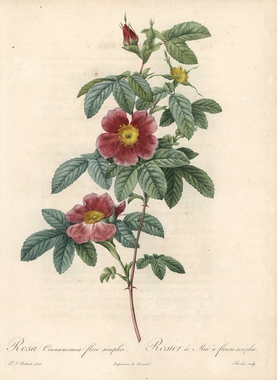 Róża majowa lub różany cynamon prosty kwiat - Eau forte od Charlin, z ilustracji Pierre Joseph Redoute (1759-1840), z Les Roses autorstwa Pierre Joseph Redouté
