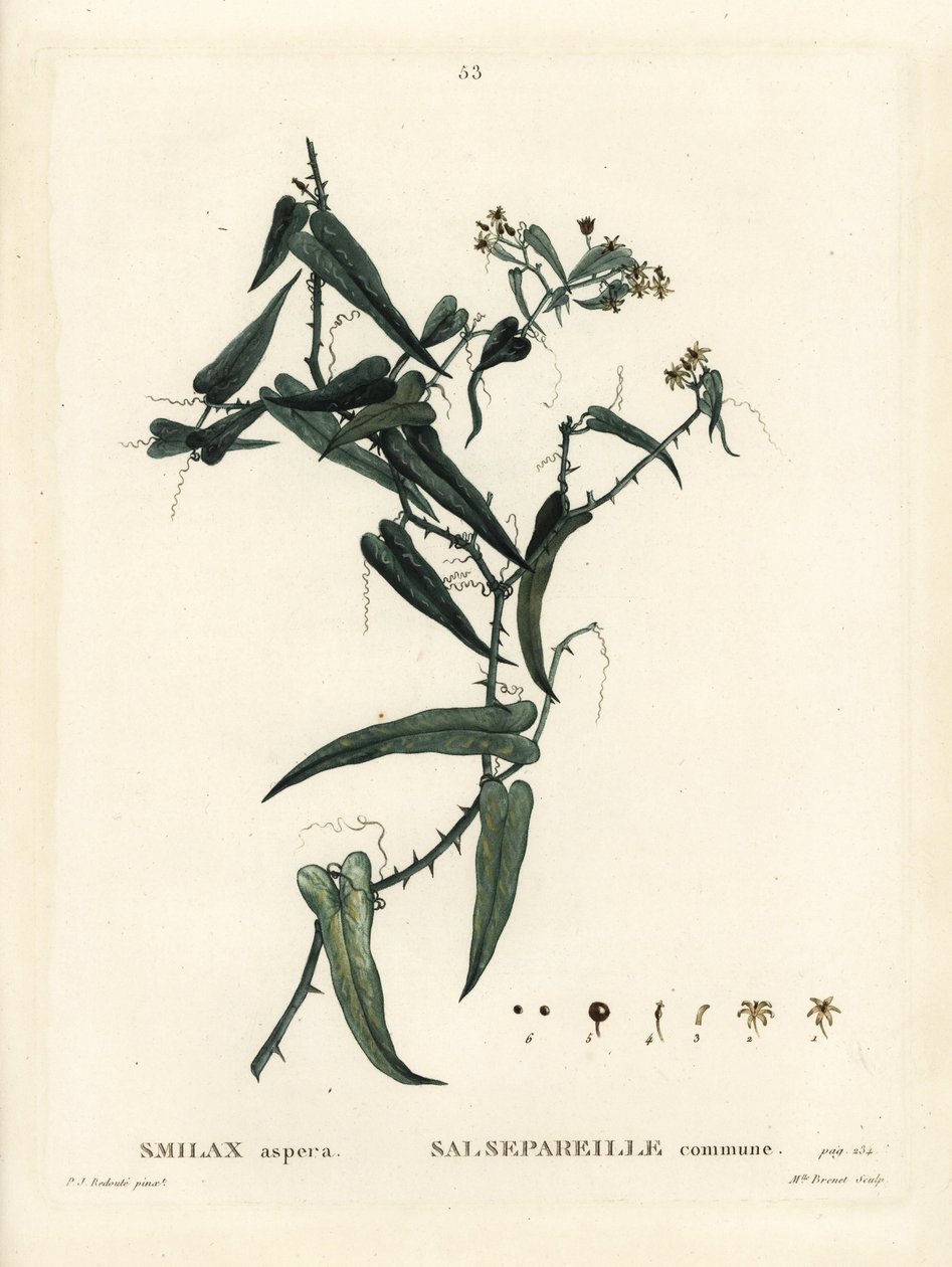 Smilax śródziemnomorski, Smilax aspera. Ręcznie barwiony grawerunek punktowany przez pannę Brenet na podstawie ilustracji Pierre-Josepha Redoute z Treat des Arbres et Shrustes Henri Louisa Duhamela du Moncel, Paryż autorstwa Pierre Joseph Redouté
