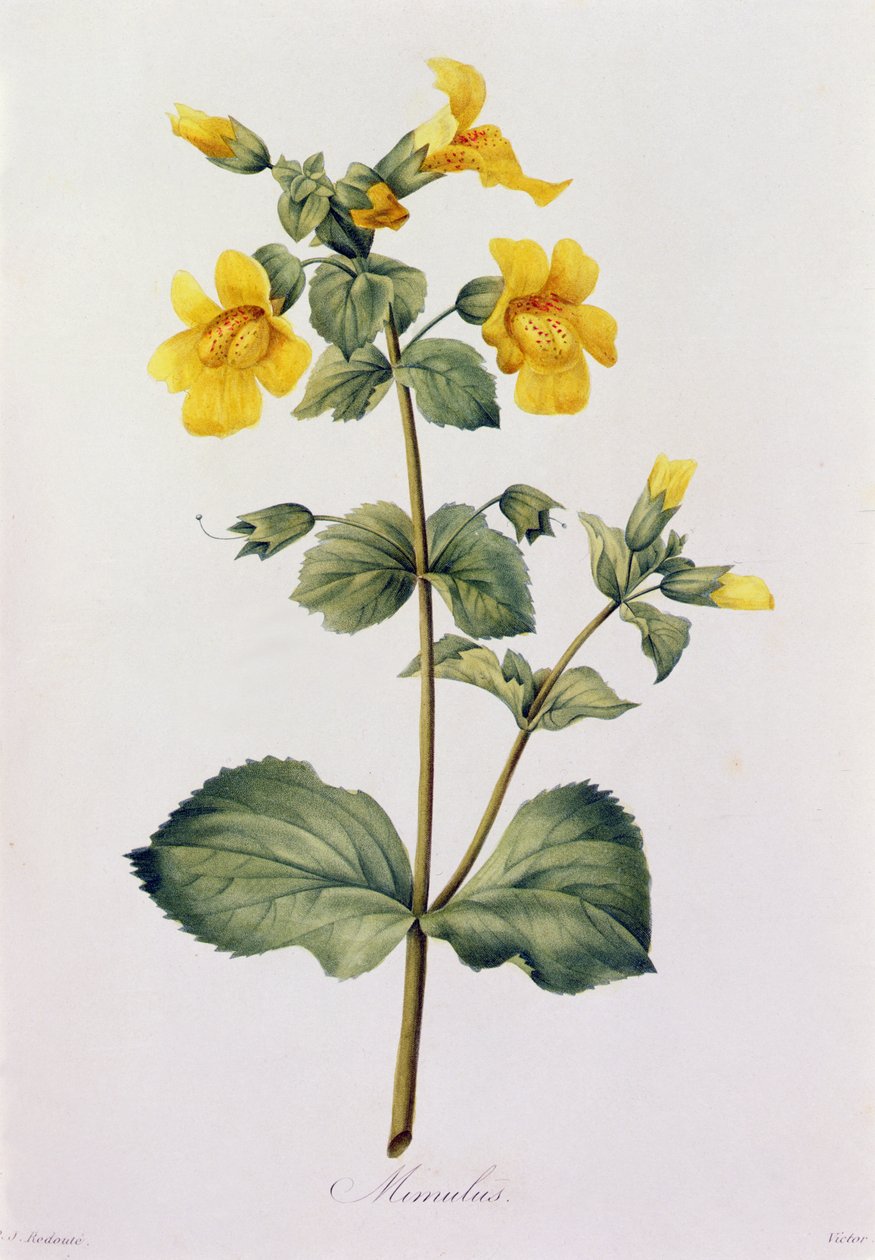 Mimulus (kolorowy grawer) autorstwa Pierre Joseph Redouté