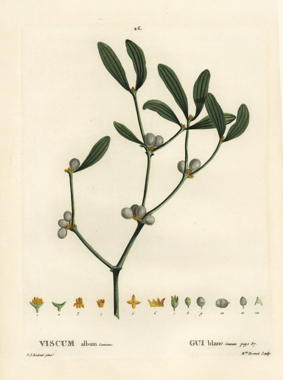 Jemioła, album Visum. Ręcznie barwiony grawerunek punktowany przez pannę Brenet na podstawie ilustracji Pierre-Josepha Redoute z Treat des Arbres et Shrustes Henri Louisa Duhamela du Moncel, Paryż autorstwa Pierre Joseph Redouté