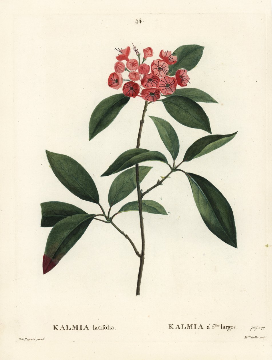 Wawrzyn górski lub krzew perkalu, Kalmia latifolia. Ręcznie barwiony grawerunek punktowany autorstwa Miss Rollet według ilustracji Pierre-Joseph Redoute z Treat des Arbres et Shrustes Henri Louisa Duhamela du Moncel, Paryż autorstwa Pierre Joseph Redouté
